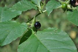 Tollkirsche (Atropa belladonna)