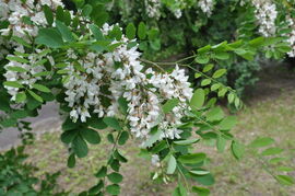 Robinie (Robinia pseudoacacia)